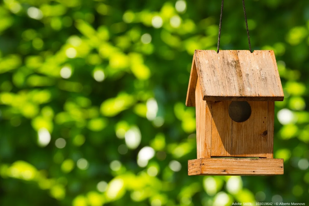 Standort fürs Vogelhaus: Alles, was Sie wissen müssen